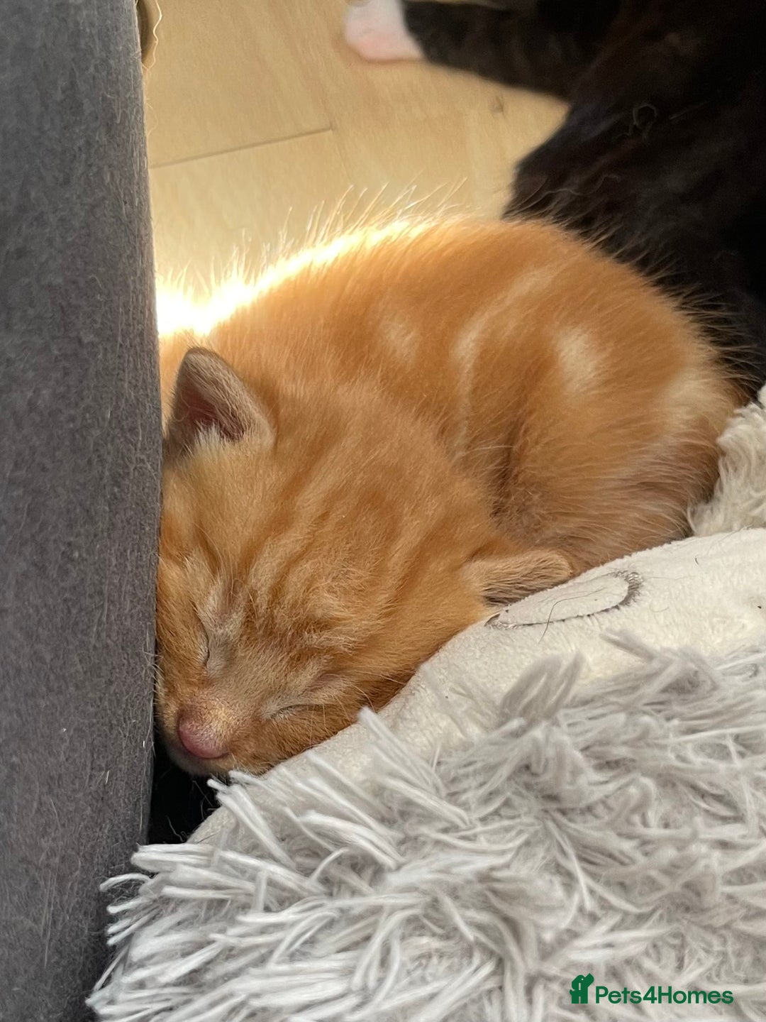 American Shorthair cats for sale: 4 male kittens for sale! - Image 6