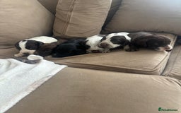 Cocker Spaniel dogs for sale: Cocker spaniel puppies  - Image 2