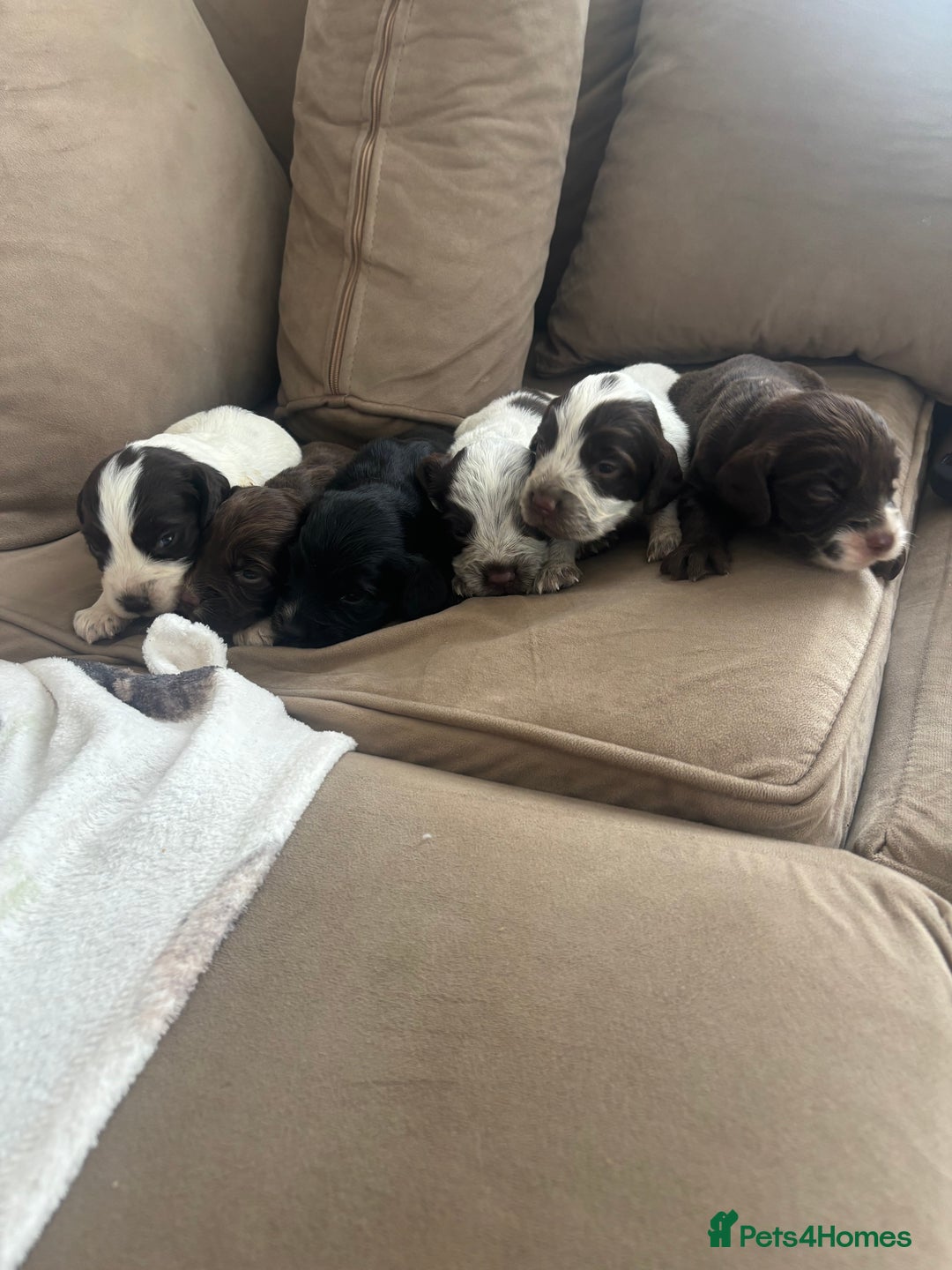 Cocker Spaniel dogs for sale: Cocker spaniel puppies  - Image 2