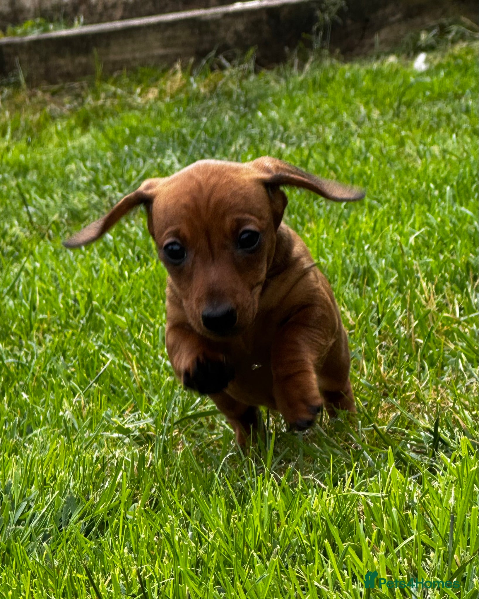 Miniature Dachshund dogs Kc reg/PRA clear mini red boy and girl - Advert 1