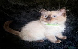 Ragdoll cats for sale: 1 LOVING RAGDOLL BOY is WAITING FOR LOVING HOME - Image 17