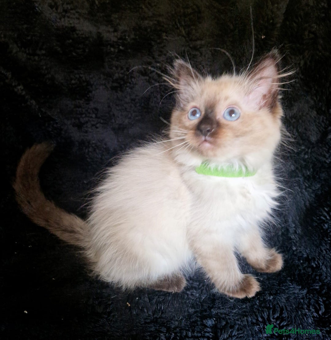 Ragdoll cats for sale: 1 LOVING RAGDOLL BOY is WAITING FOR LOVING HOME - Image 17