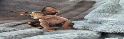 Sphynx cats for sale: Spectacular Sphynx kittens TICA & GCCF  DBE - Advert 2