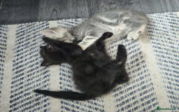 Mixed Breed cats for sale: Adorable Ragdoll Mix Kittens  - Image 4