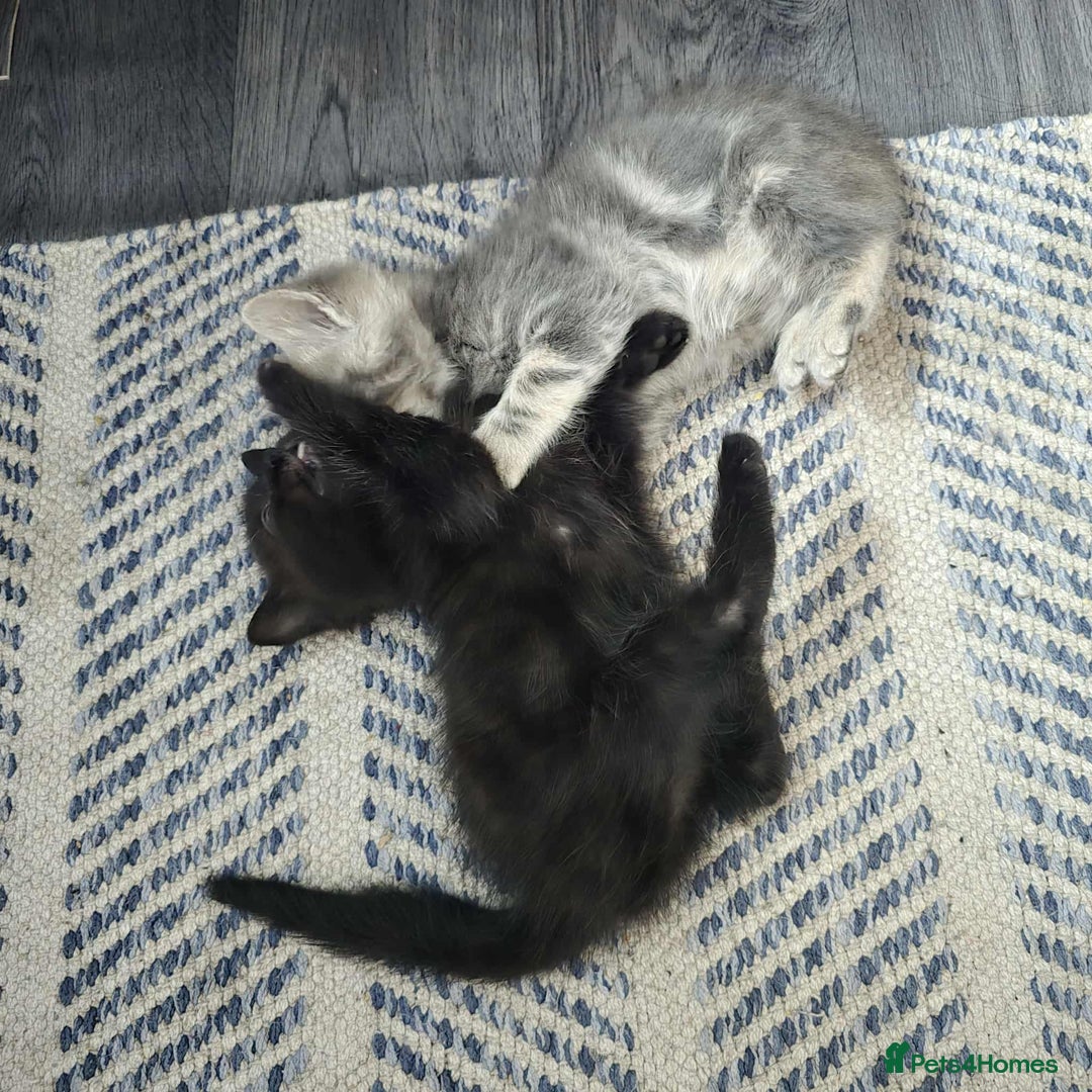 Mixed Breed cats for sale: Adorable Ragdoll Mix Kittens  - Image 4