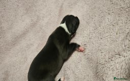 Whippet dogs for sale: KC HEART AND HEALTH TESTED WHIPPETS - Image 31