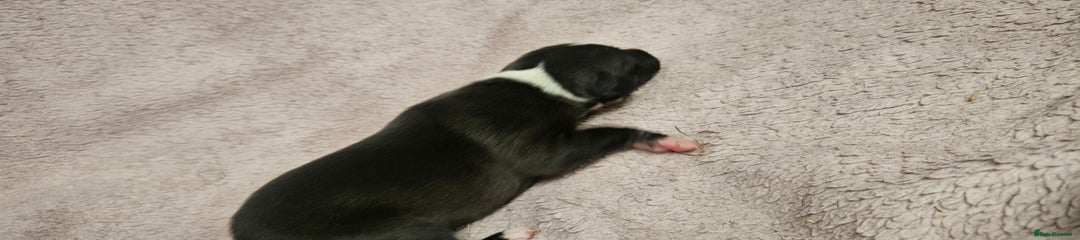 Black with White Trim Girl