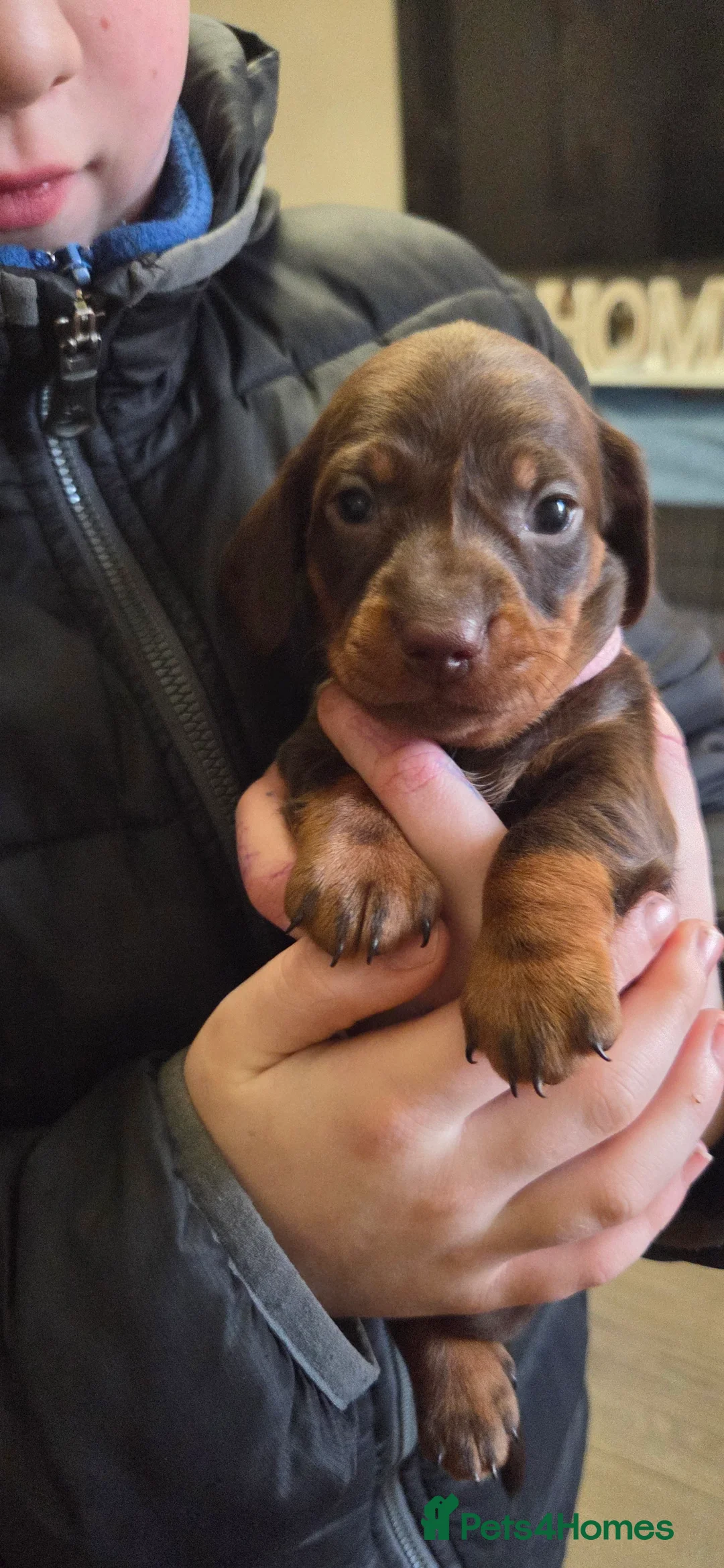 Dachshund dogs for sale: mini's in Rochdale - Advert 2
