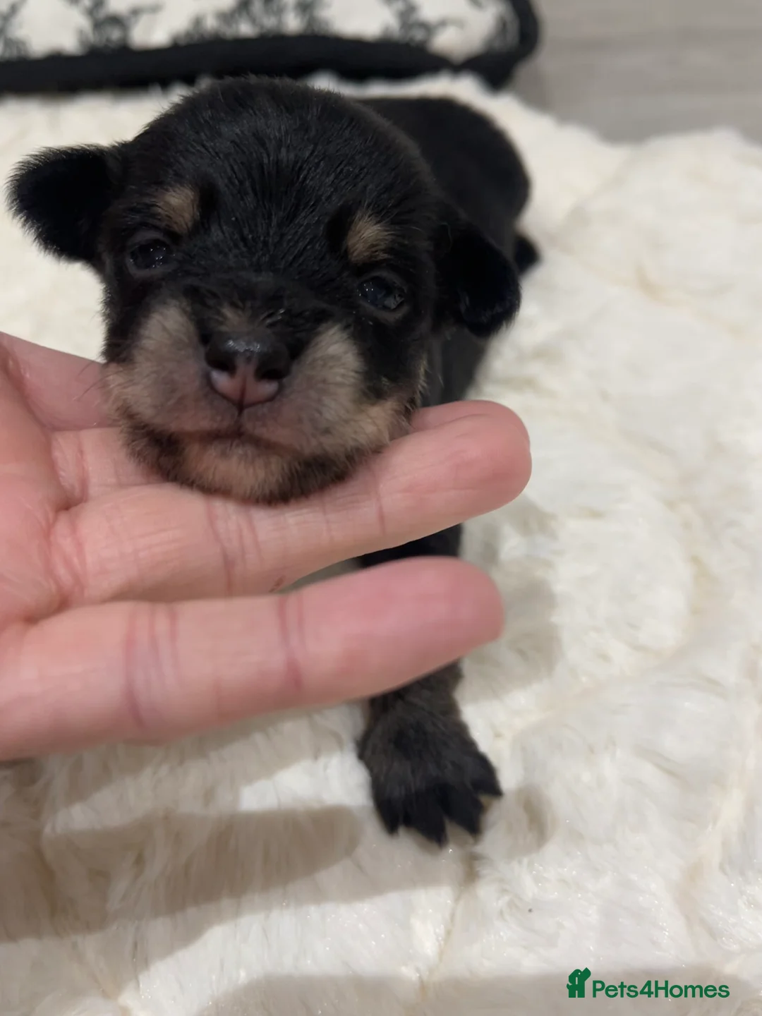 Jackapoo dogs for sale: Quality Jack Russel Puppies for sale 💌 - Advert 14