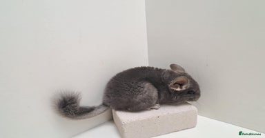 Chinchilla rodents - Advert 9