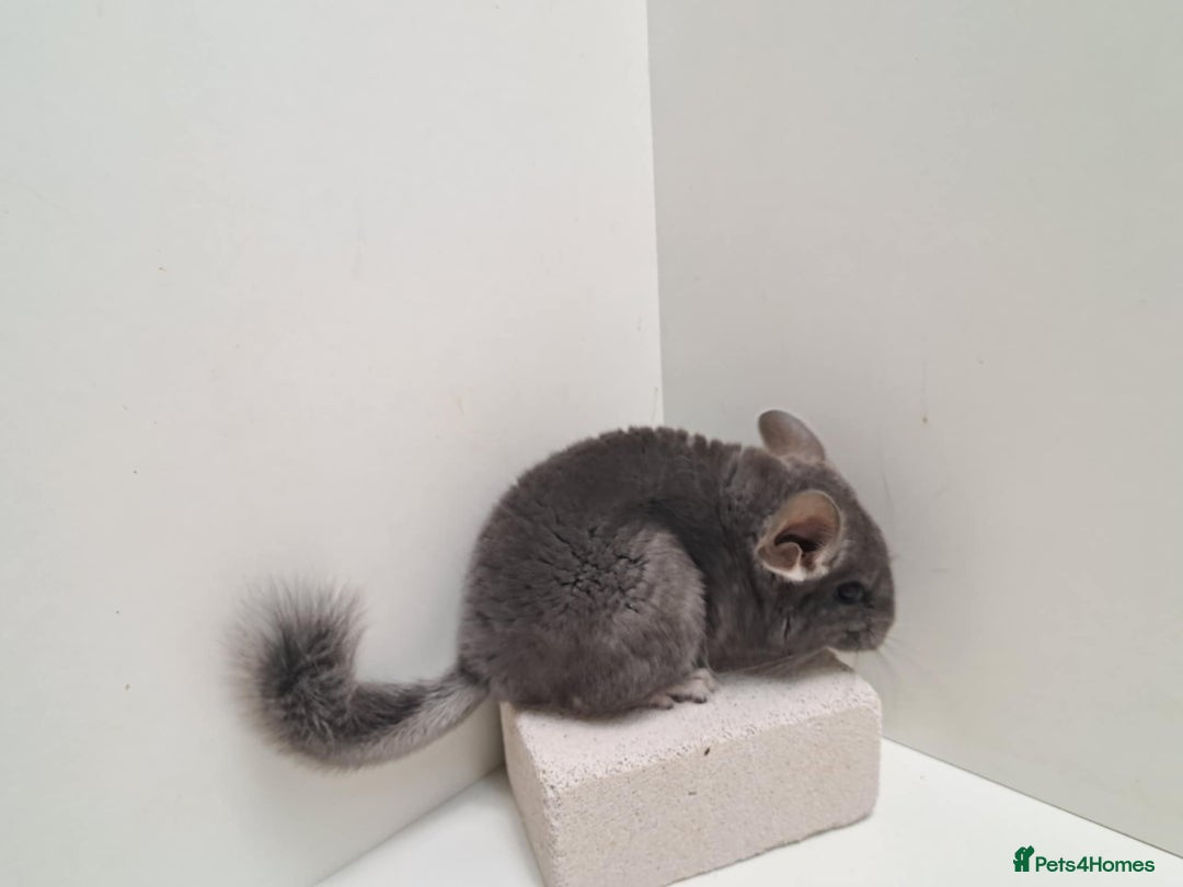 Chinchilla rodents for sale: 2 female chinchillas  - Image 3