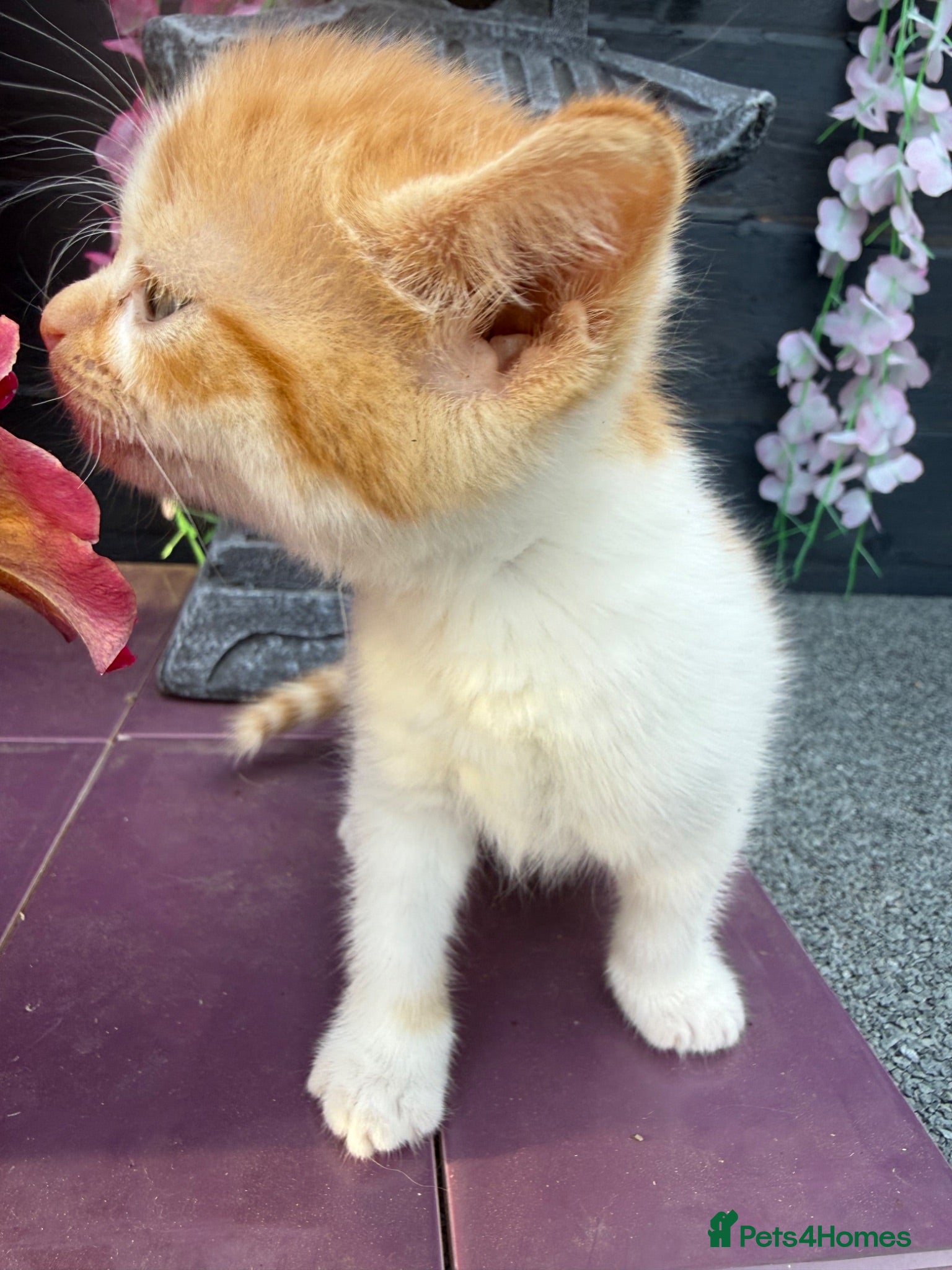 Norwegian Forest Cat cats 2 last beautiful boys raised in family home  - Advert 10