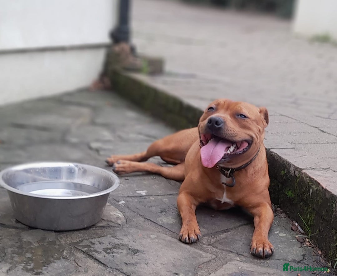 Staffordshire Bull Terrier dogs for sale: COI 3.6% Red staffordshire bull terrier's - Advert 14
