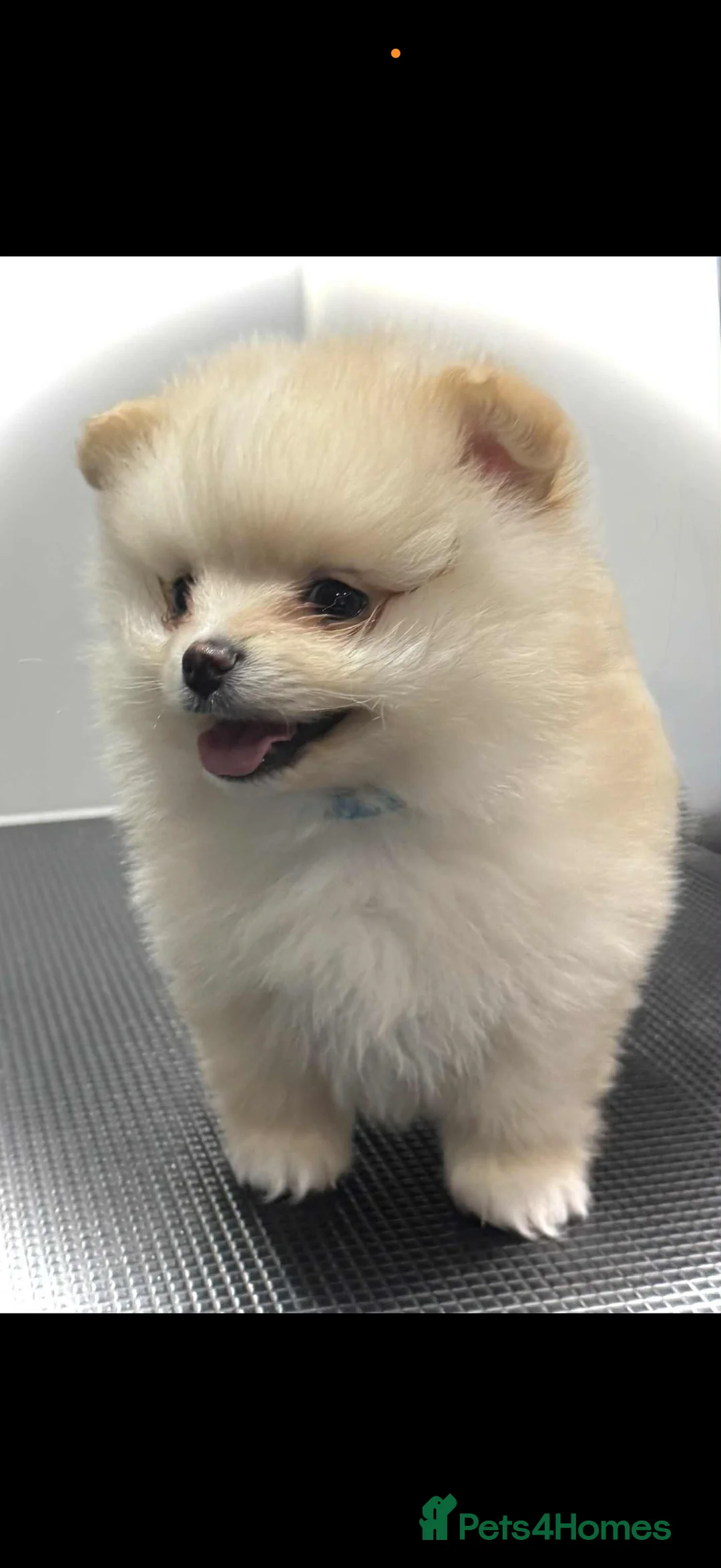 Pomeranian dogs for sale: Pomeranian puppies  - Advert 2