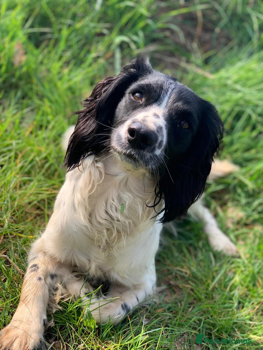 Springador dogs for sale: Stunning F1 Springerdor puppies  - Advert 2