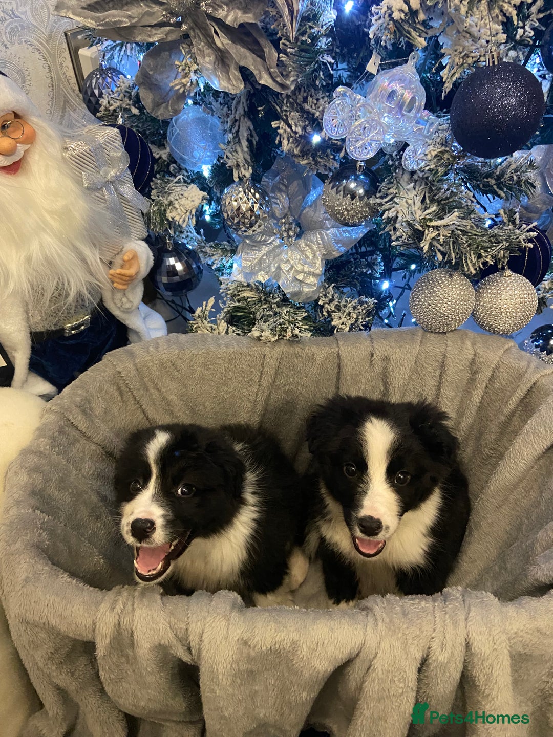 Border Collie dogs for sale: Border collie puppies  - Advert 2