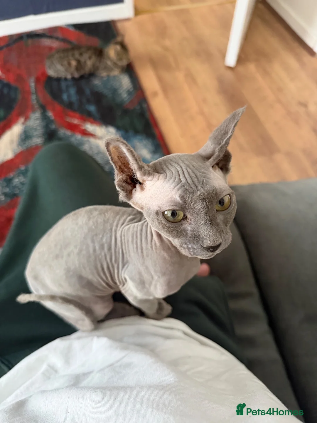 Sphynx cats for sale: Boy sadly needing to be rehomed - Advert 1