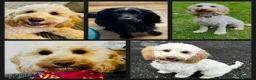 Cockapoo dogs for sale: F1B Cockapoo puppies - Advert 7