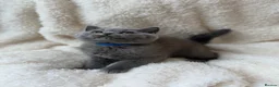 British Shorthair cats for sale: 5 Beautiful Lilac & Blue British Shorthair Kittens - Advert 7