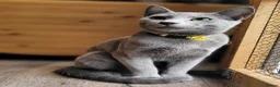 Russian Blue cats for sale: Pure Russian Blue kittens for sale 💙  - Advert 4