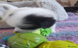 Pomeranian dogs for sale: Fabulous Pom fur babies - Image 6