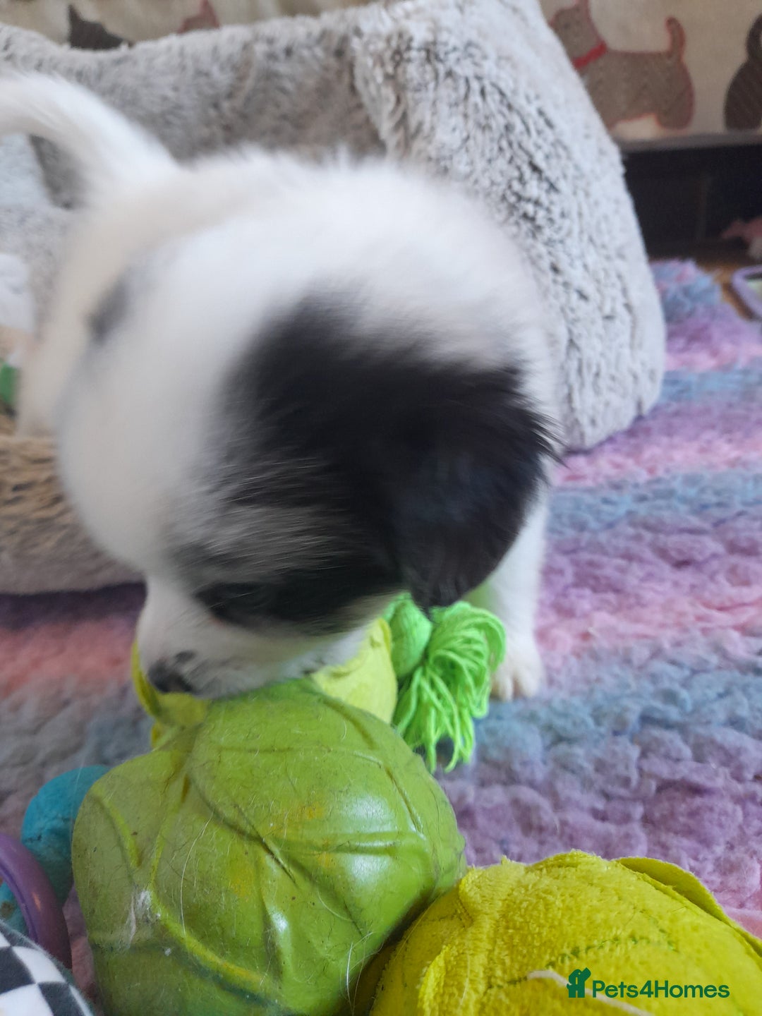 Pomeranian dogs for sale: Fabulous Pom fur babies - Image 6