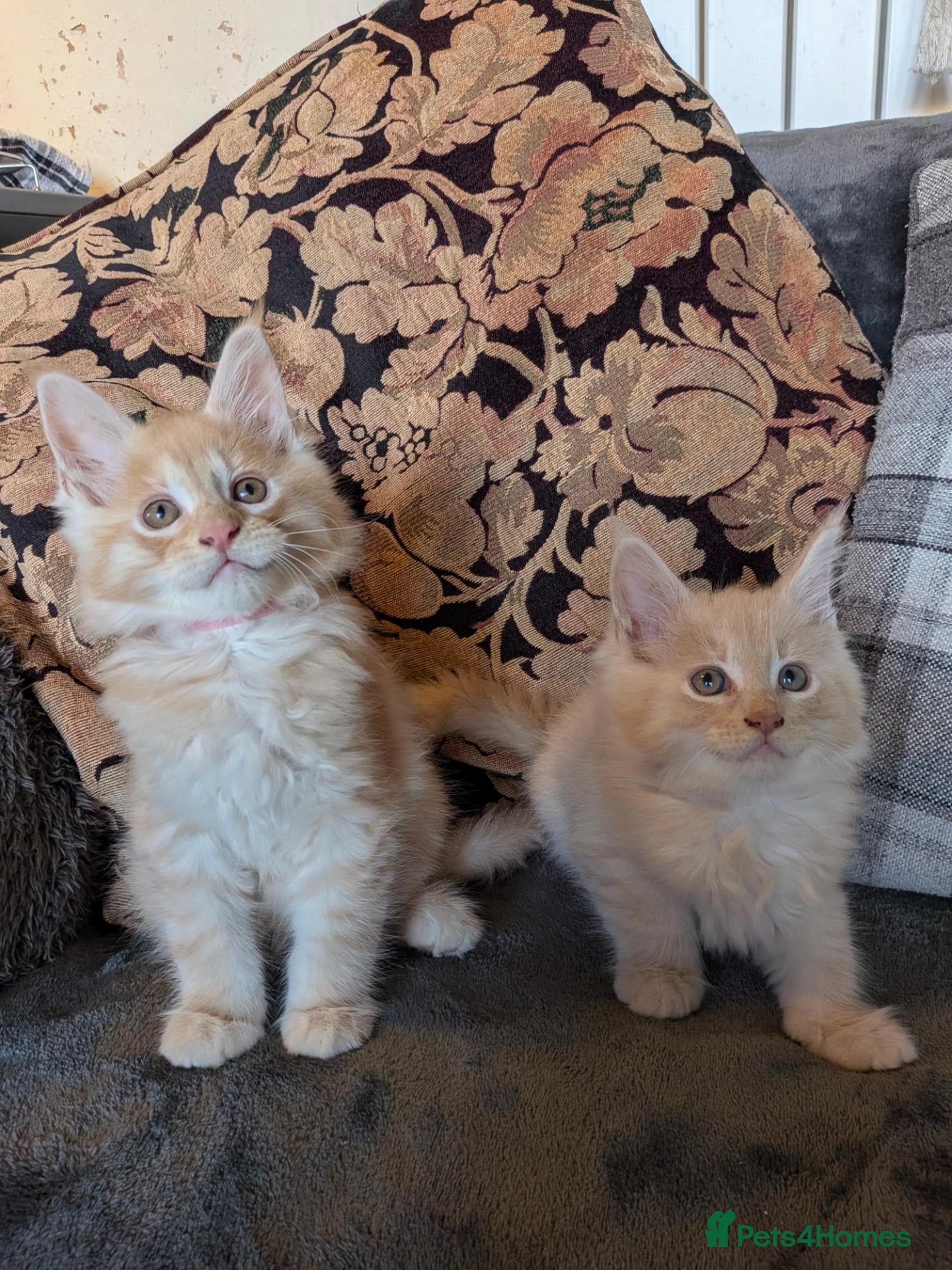 Maine Coon cats 2x  Beautiful Fluffy Maine coon kittens - Advert 7