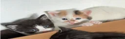 Mixed Breed cats for sale: ✨ 5 BEAUTIFUL KITTENS READY 26th MAY ✨ - Advert 6
