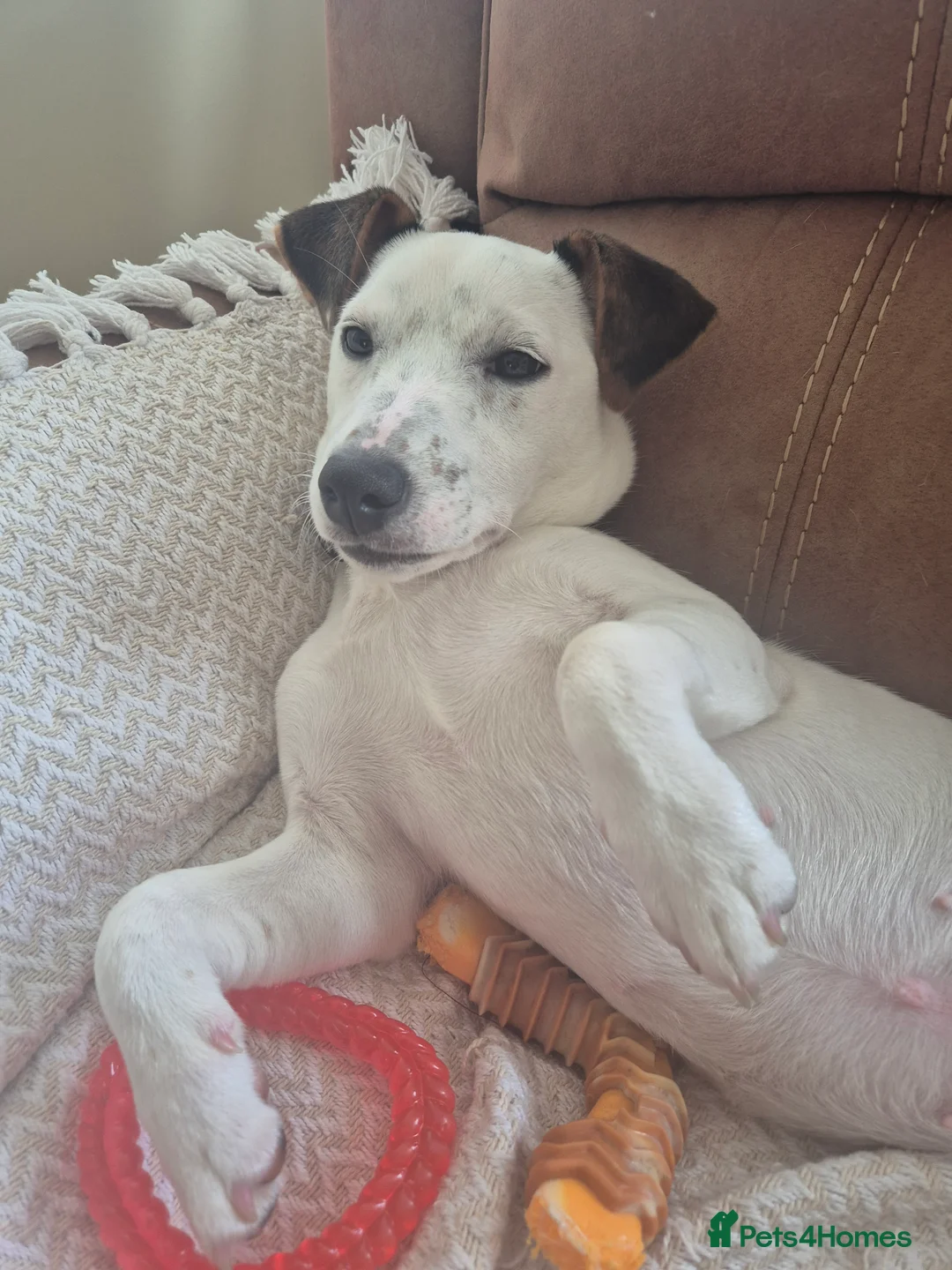 Jack Russell dogs for sale: Jack russell terrier called jax in Caerphilly - Advert 2