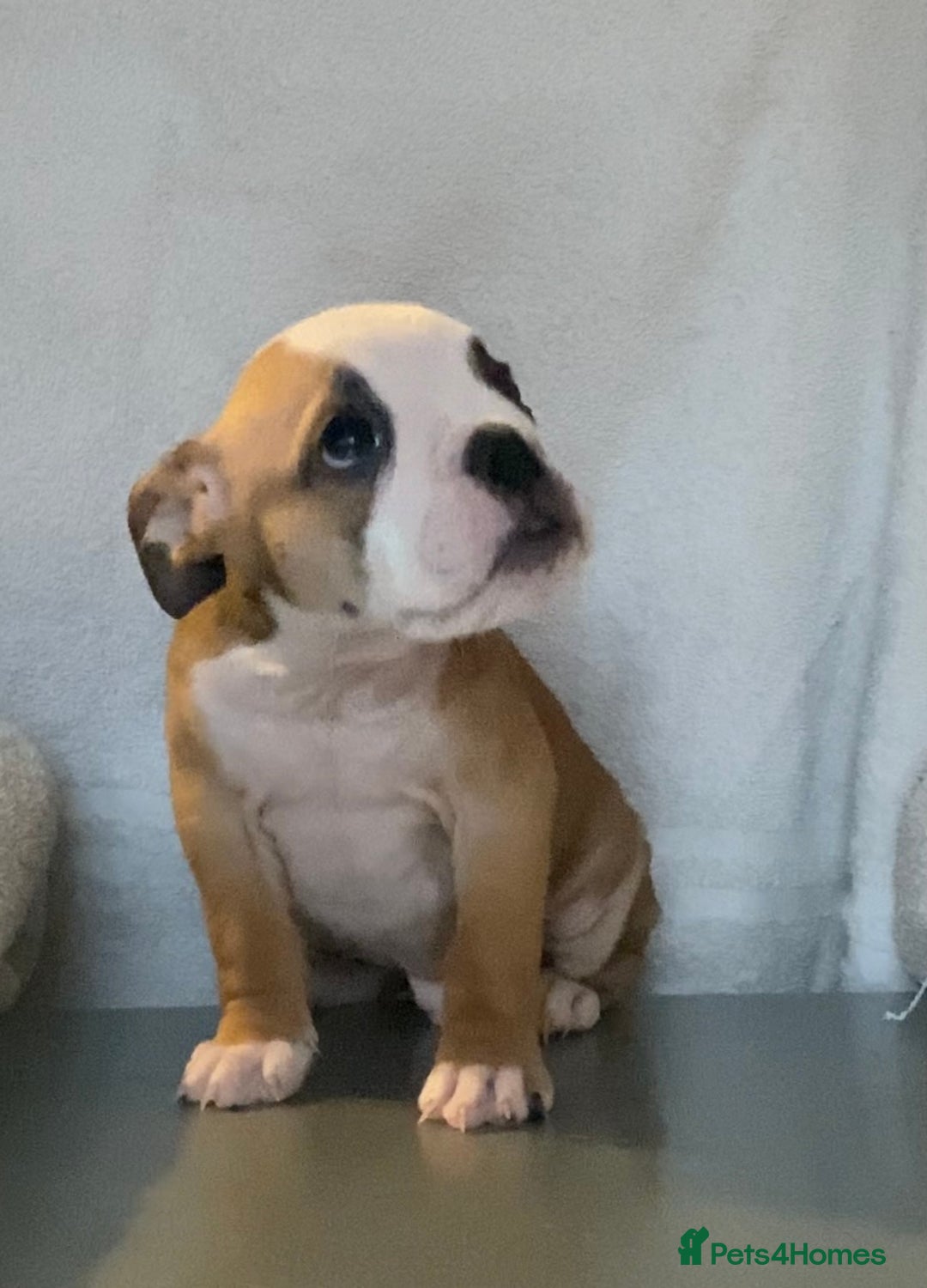 English Bulldog dogs for sale: KC registered English Bulldog Puppies  - Image 12