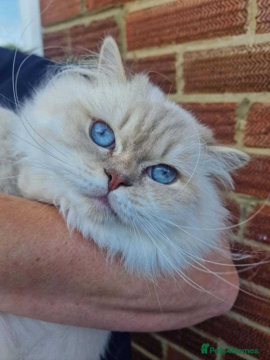 British Longhair cats for sale: GCCF Registered British Longhair  - Advert 1