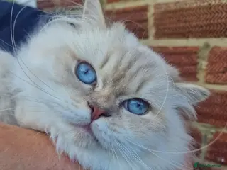 British Longhair cats GCCF Registered British Longhair - Advert 1