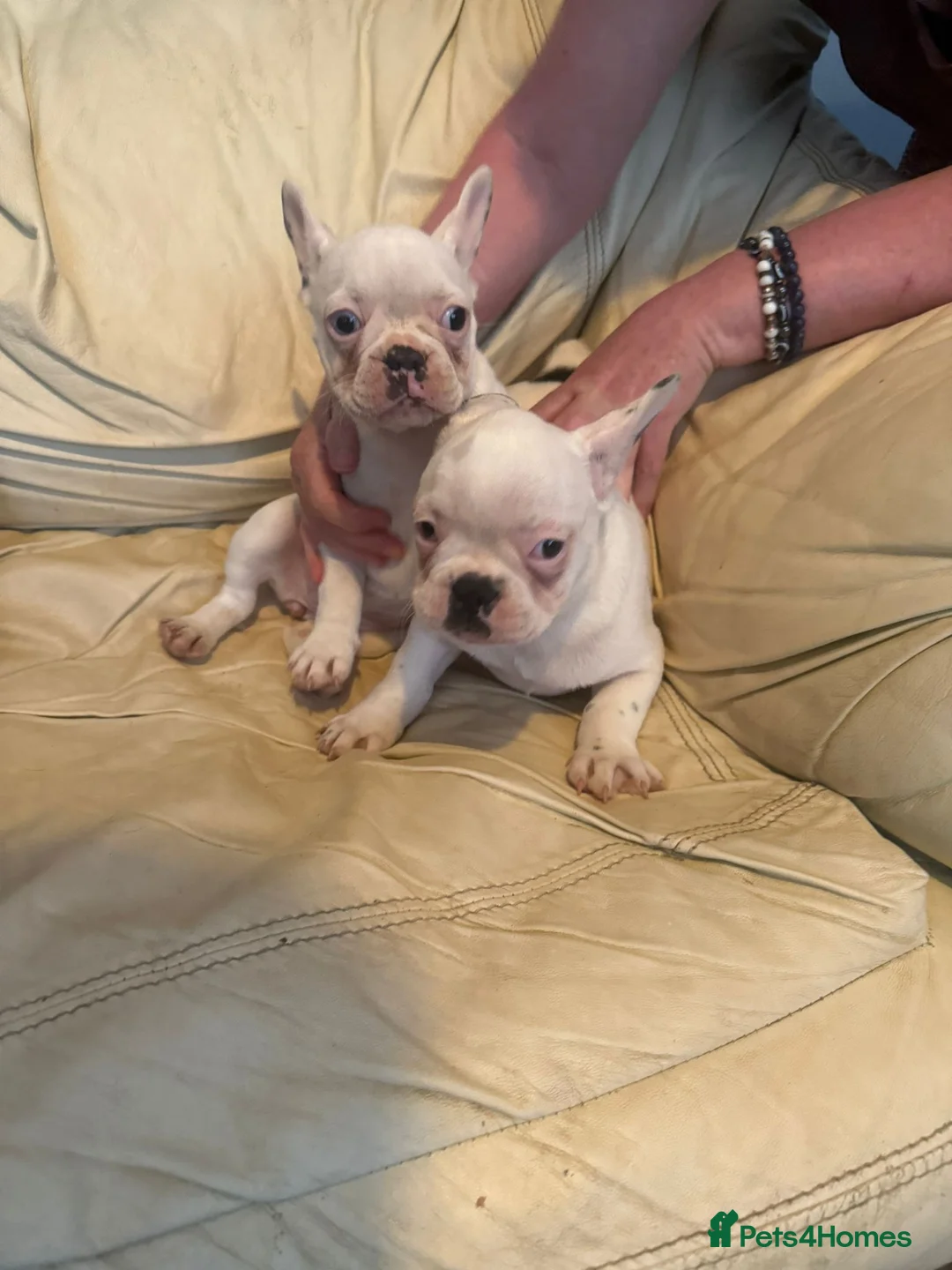 French Bulldog dogs for sale: 2 puppy French bulldogs  in Nottingham - Advert 2
