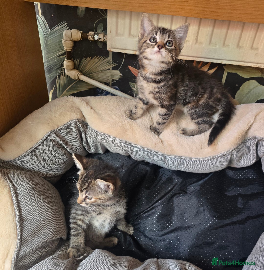 Bengal cats for sale: Adorable kittens mixed Bengal  - Image 1