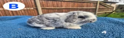 Mini Lop rabbits for sale: 3 x litters of gorgeous mini lop babies - Advert 18