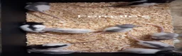 Rat rodents for sale: Baby Dumbo Rat's Male's & Female's - Advert 10