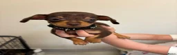 Miniature Dachshund dogs for sale:  Ready To Leave❤️Miniature Dachshund Puppies  - Advert 2