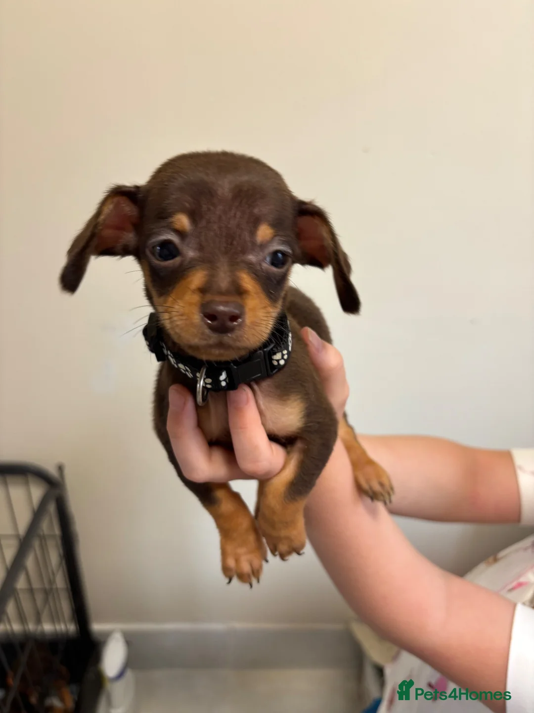 Miniature Dachshund dogs for sale:  Ready To Leave❤️Miniature Dachshund Puppies  - Advert 2