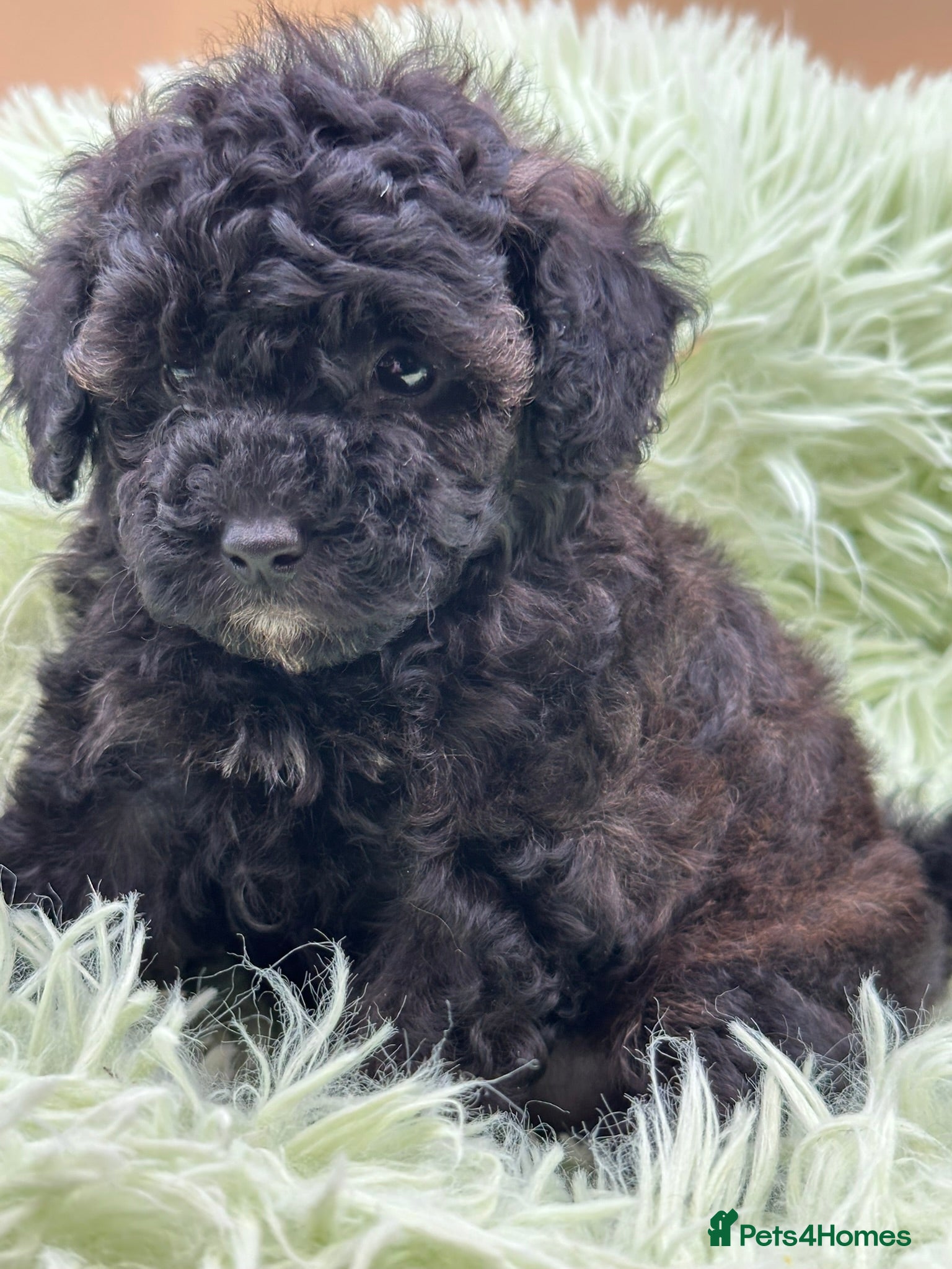Toy Poodle dogs K.C.Reg tiny Toy Poodle puppies - Advert 8