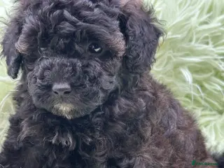 Toy Poodle dogs K.C.Reg tiny Toy Poodle puppies - Advert 1