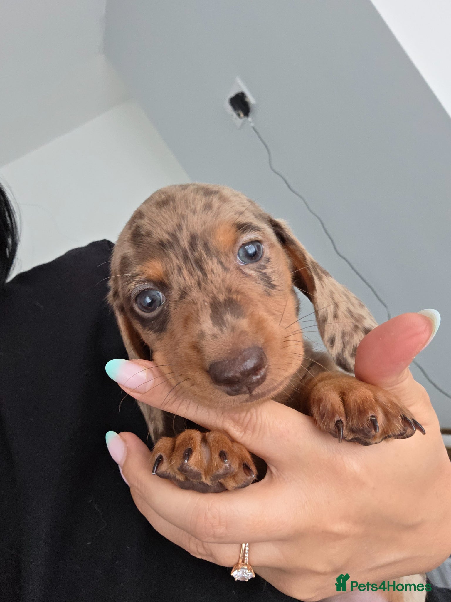 Miniature Dachshund dogs Kc Miniature Dachshund - Advert 4
