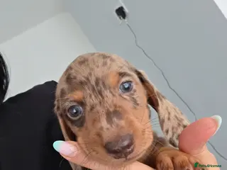 Miniature Dachshund dogs Kc Miniature Dachshund - Advert 4