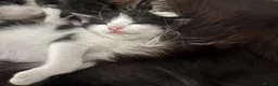 Mixed Breed cats for sale: Kittens male and female in Carmarthen - Advert 5