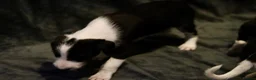 Mixed Breed dogs for sale: Collie greyhound x Beddy Whippet pups  - Advert 4