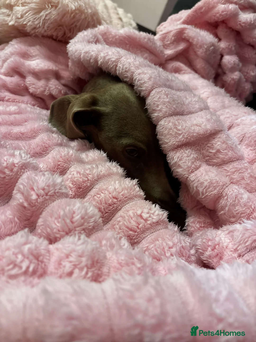 Miniature Dachshund dogs for sale: Miniature dachshund available  - Advert 3