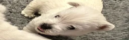 West Highland Terrier dogs for sale: Beautiful KC registered westie puppies - Advert 6