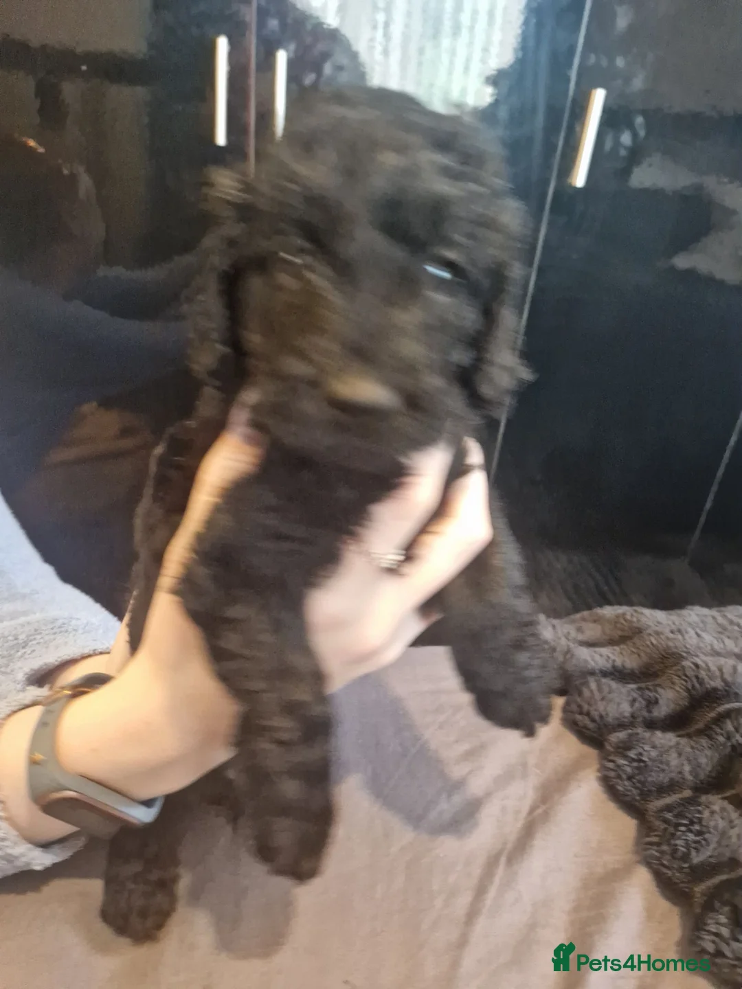 Cockapoo dogs for sale: Cockapoo puppies - Advert 2