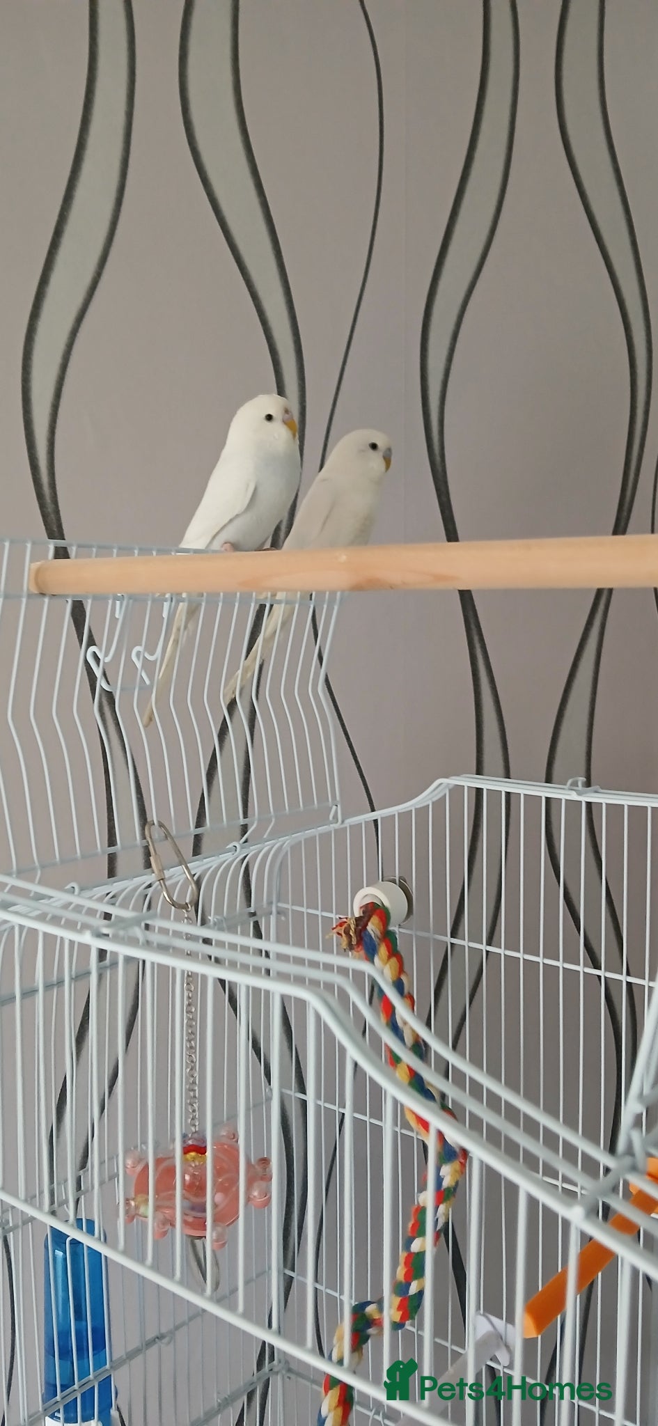 Budgerigars birds Budgies  - Advert 18