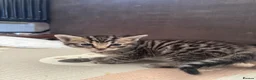 Mixed Breed cats for sale: 2 kittens for sale  in Basildon - Advert 7