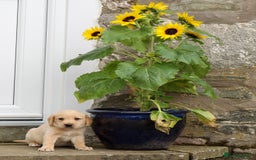 Labrador Retriever dogs for sale: Black and Yellow Working Labrador Puppies  - Image 31